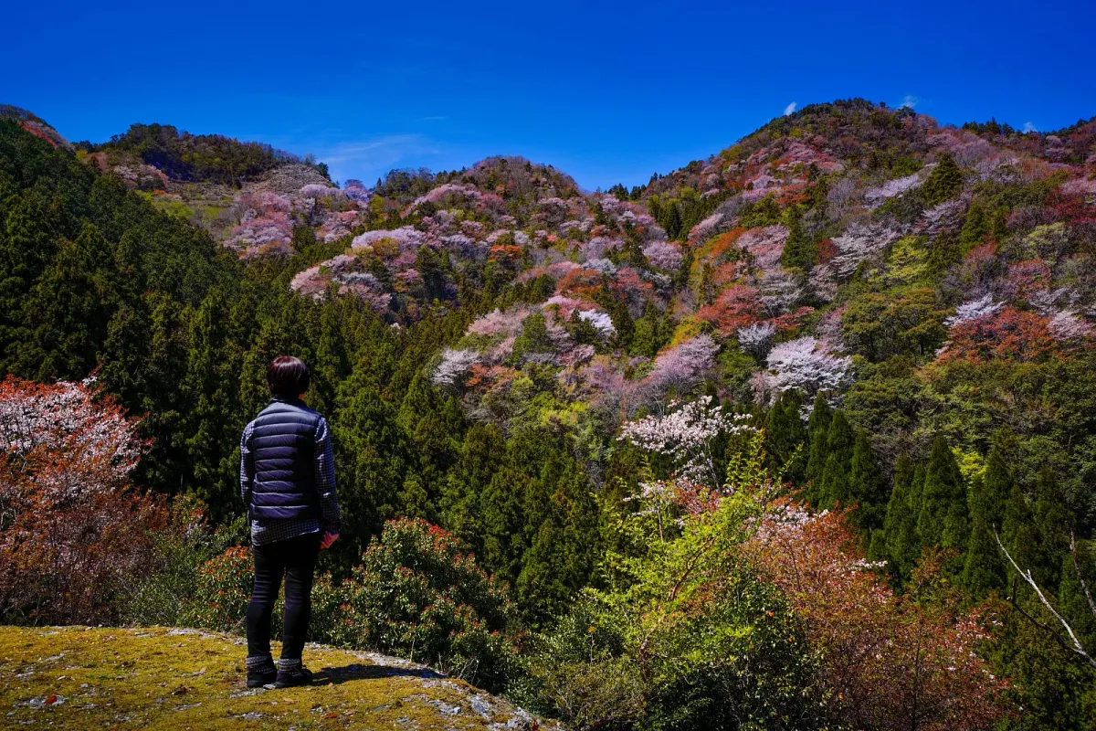 相津峠から望む桜の絶景
