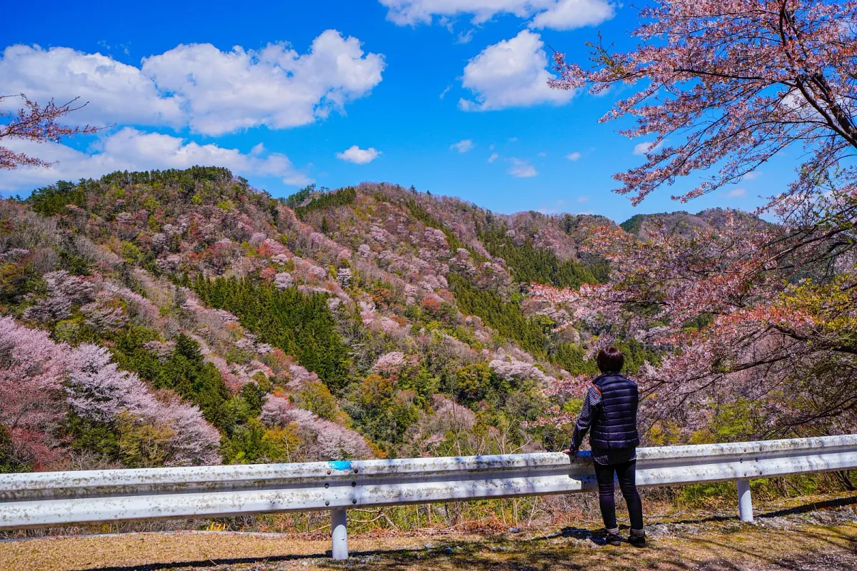 相津峠の山桜が彩る春の風景