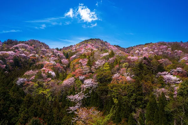 相津峠の山桜