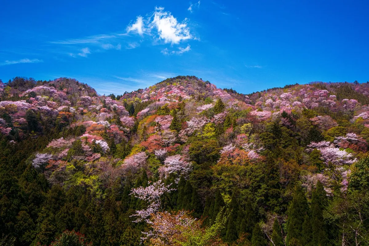 相津峠の山桜
