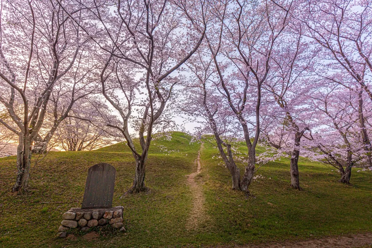 古墳を囲むように桜が立ち並びます