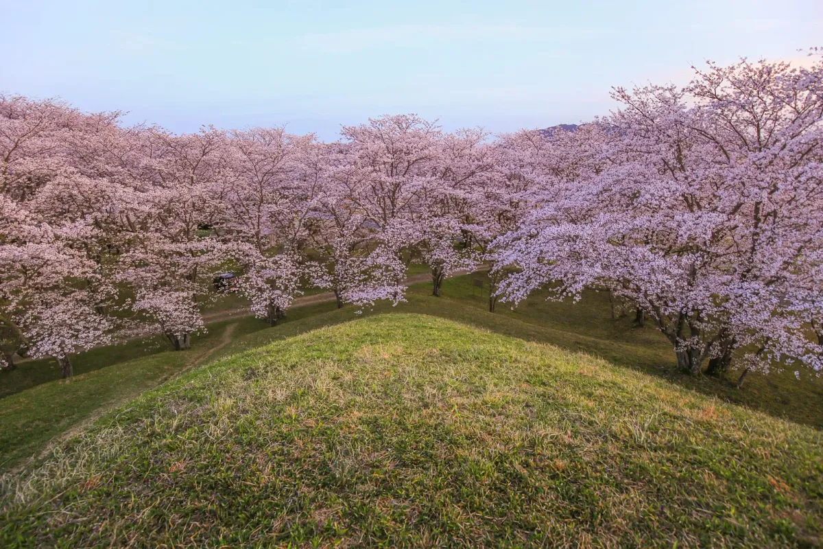 古墳の頂上からは桜並みを見下ろせます