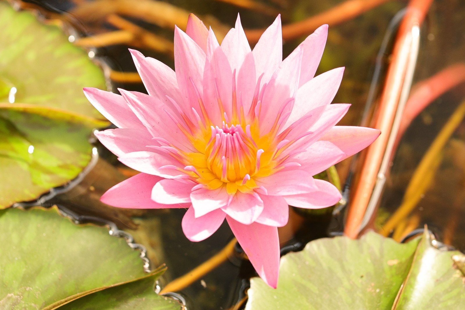 黄色い花芯と淡いピンク色の花びらが見えるスイレンのアップ