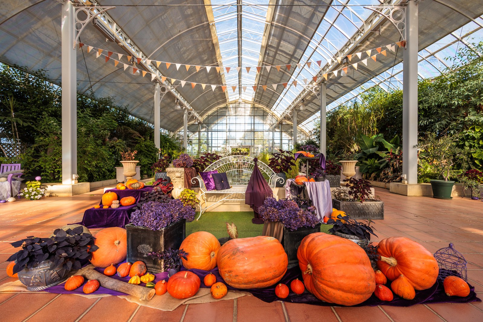 【松阪市】ベルファームのハロウィン2026がスタート🎃 10/2時点でピンクのコキアも！