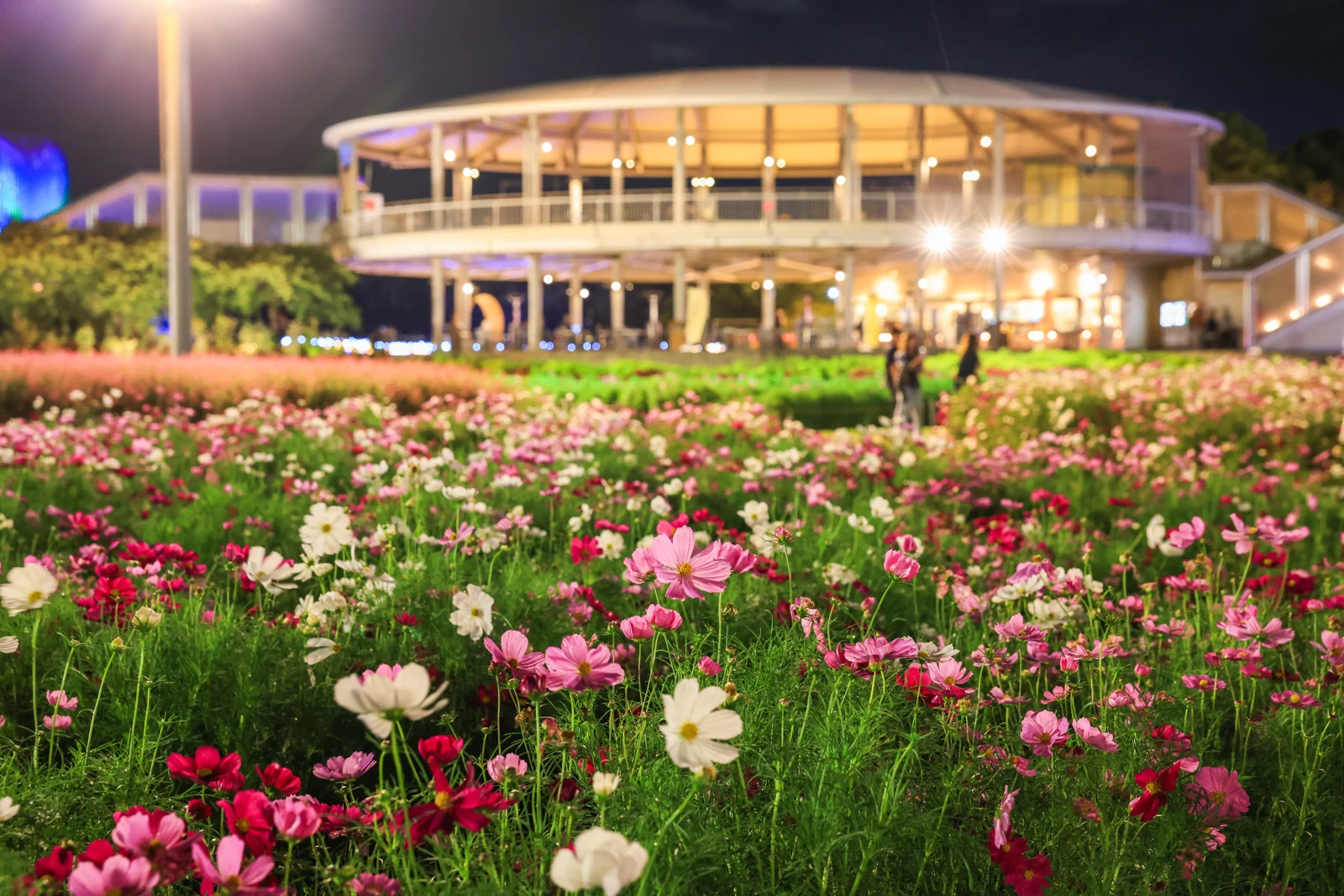 夜の花ひろばに咲く白やピンクのコスモス