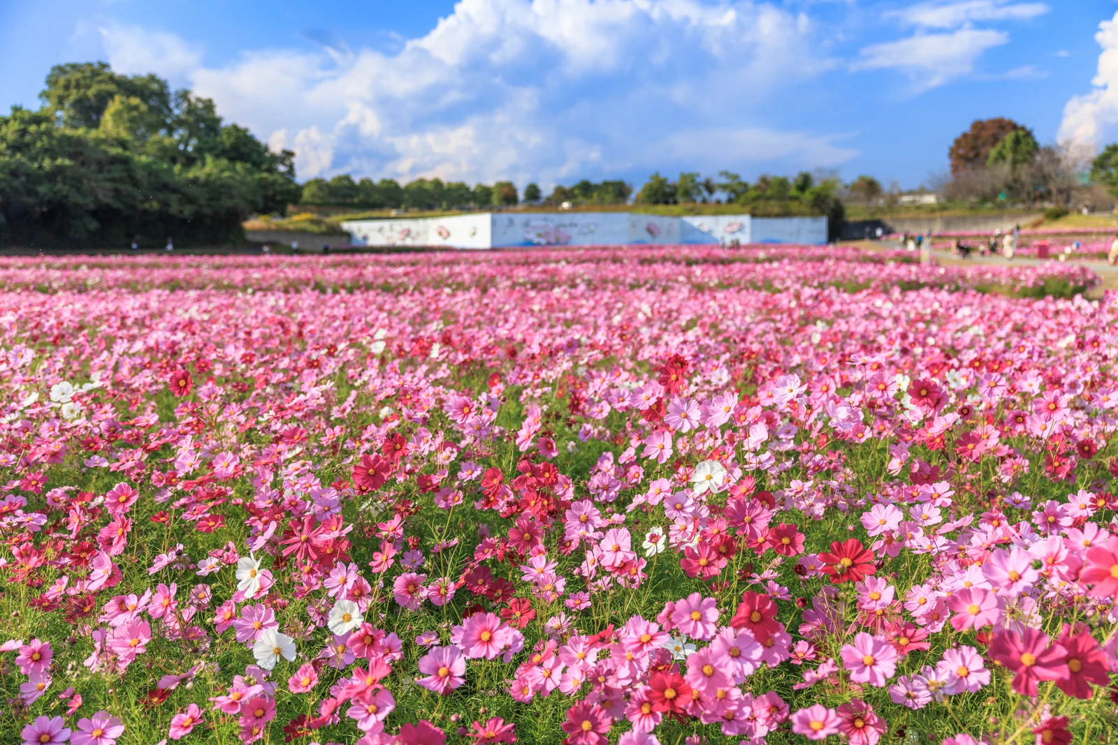 青空の下に広がるとことめの里一志のコスモス畑