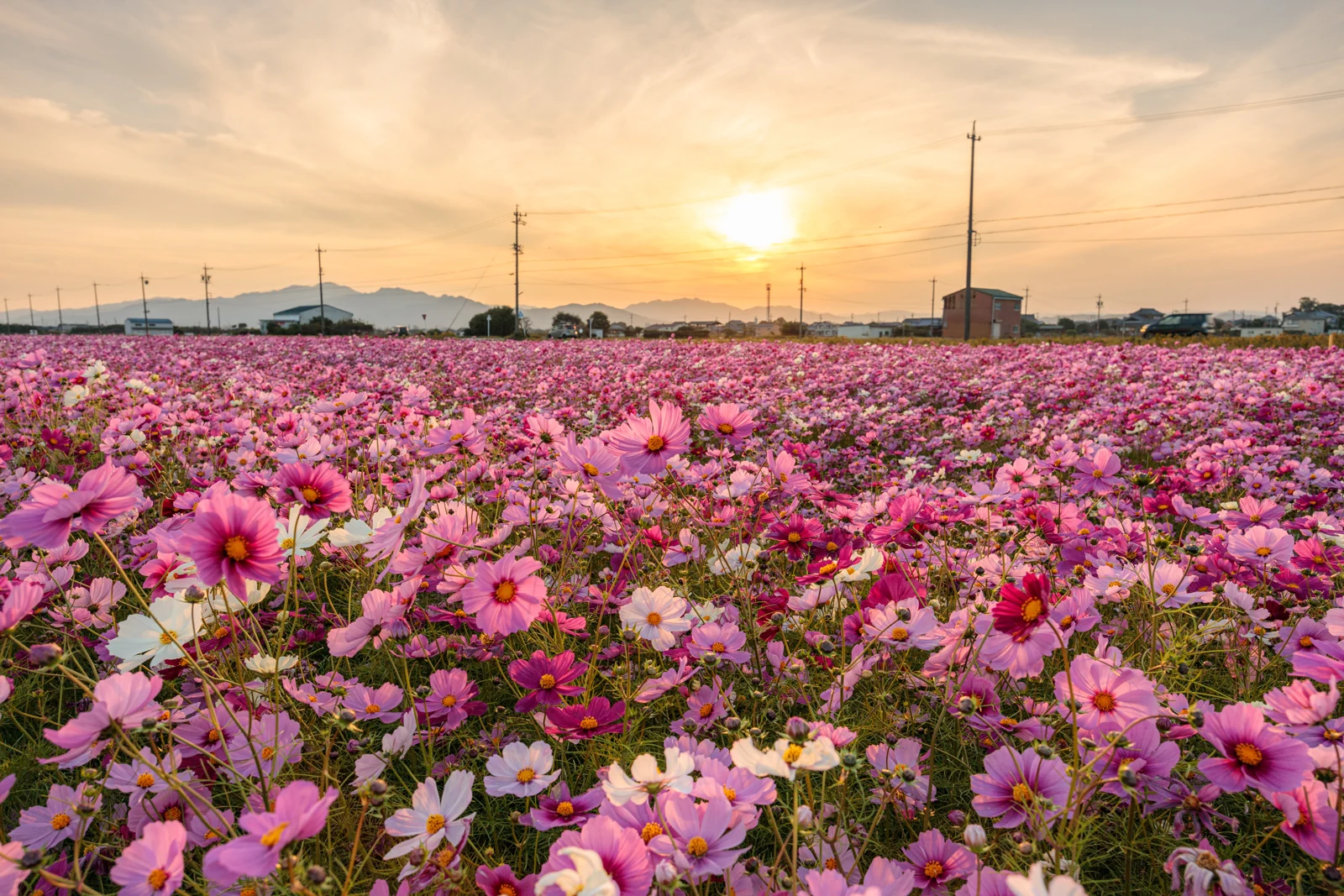 三重のコスモス名所8選【2026】電車・夕焼け・ライトアップと楽しむ秋の花畑