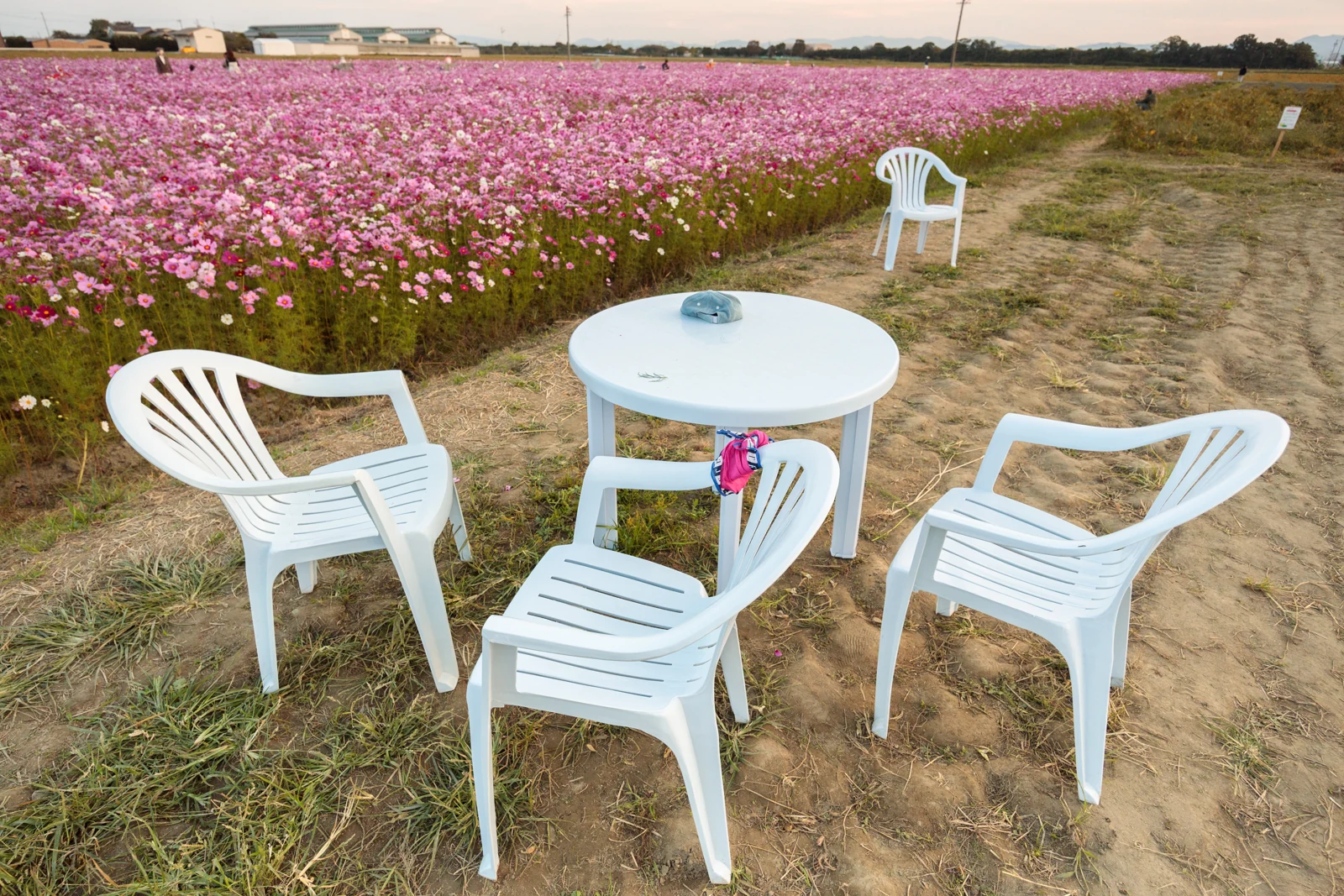 笠松町のコスモス畑のそばに置かれた白いテーブルと椅子