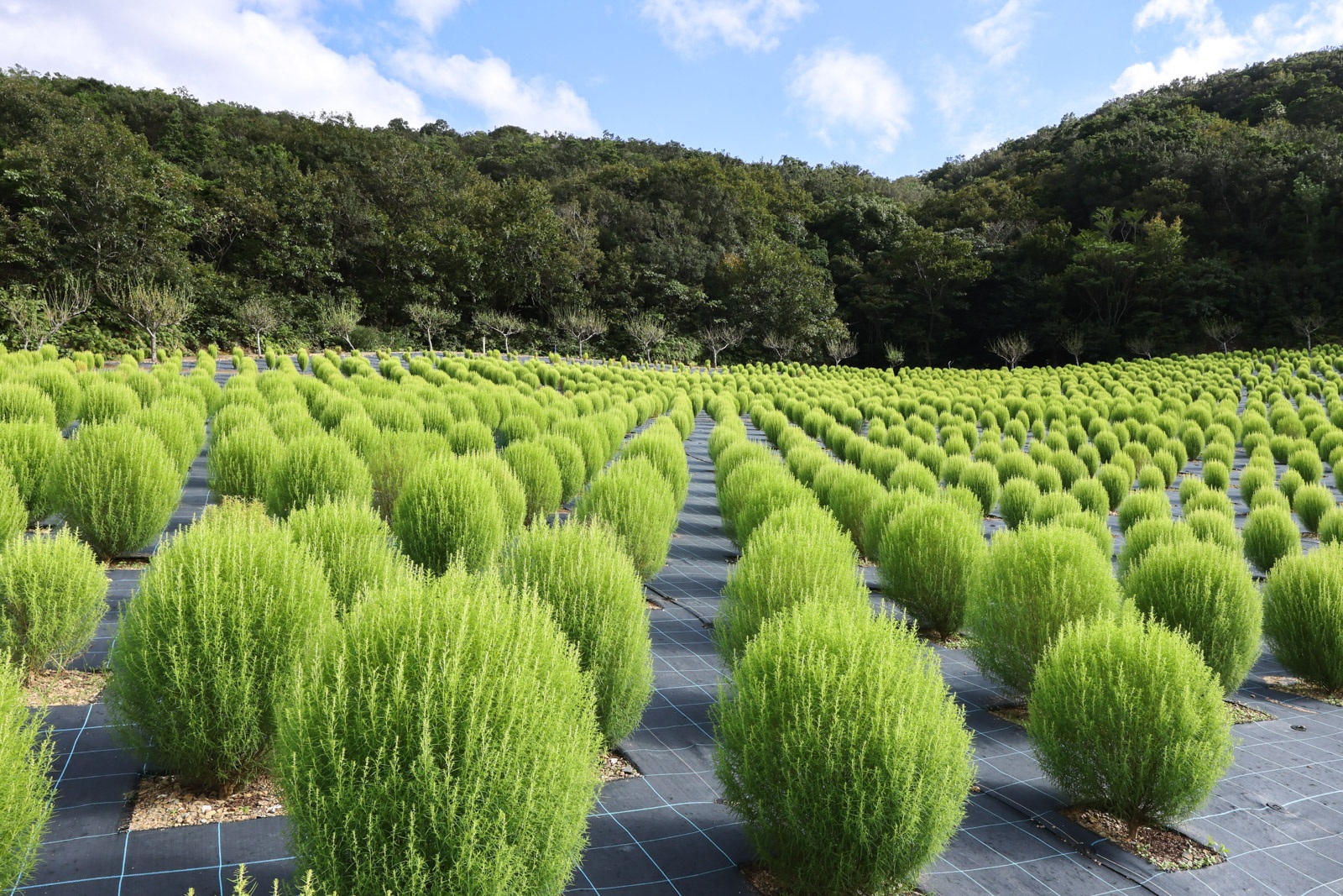 【2026年版】志摩市観光農園の緑コキアが見頃！10月4日は入園無料、巨大エア遊具も登場