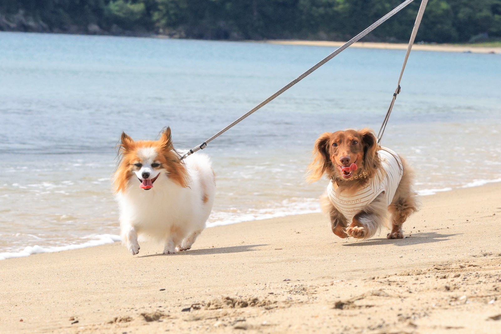 リードをつけて南張の砂浜を歩く2匹の犬
