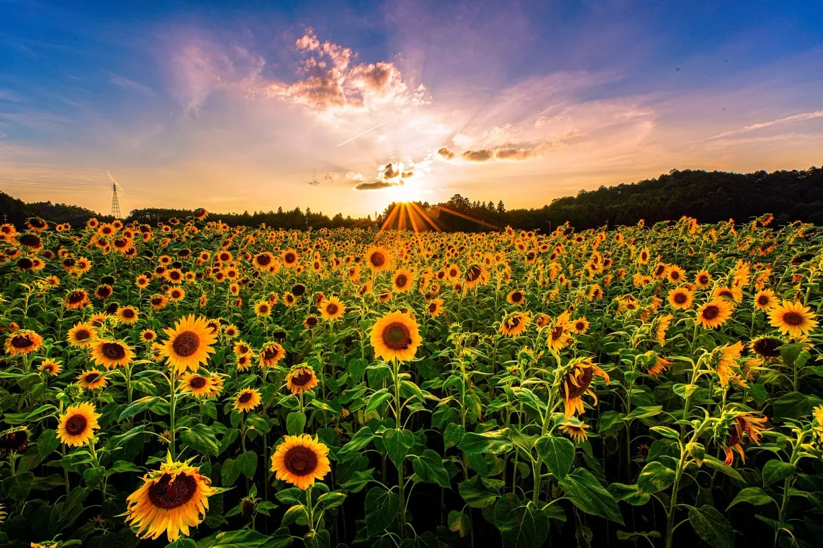 夕焼けに染まるひまわり畑
