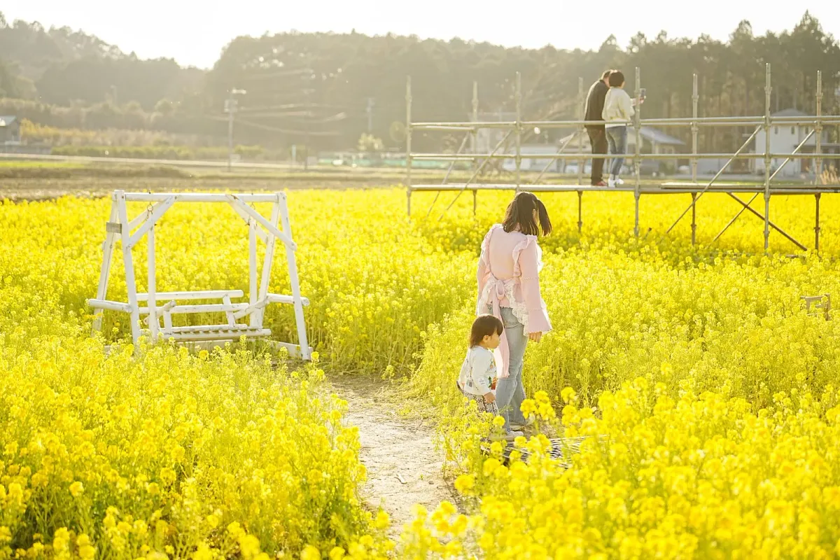 菜の花畑のブランコと見晴台