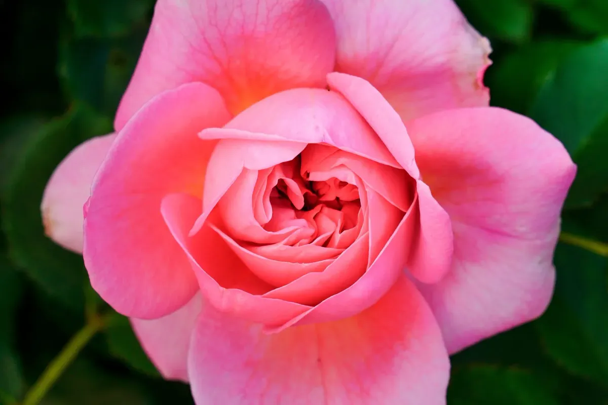 ベルファームの美しい薔薇の花びら