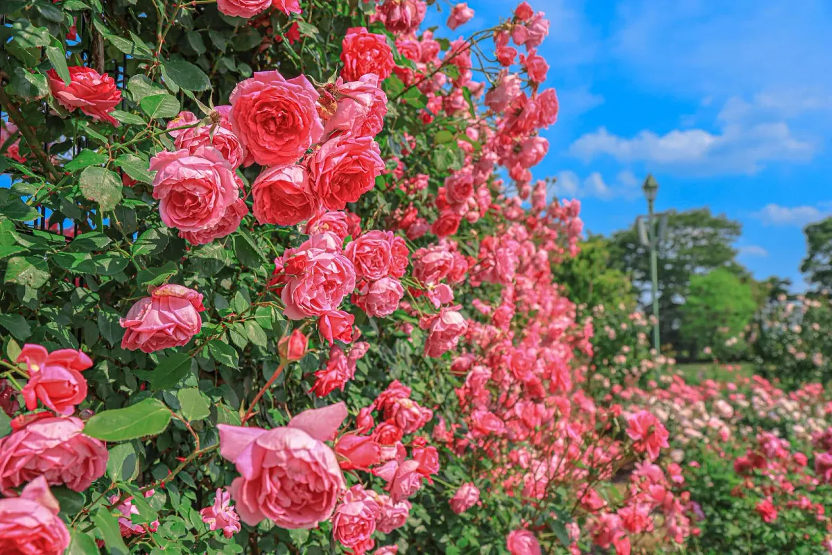 松阪農業公園ベルファーム