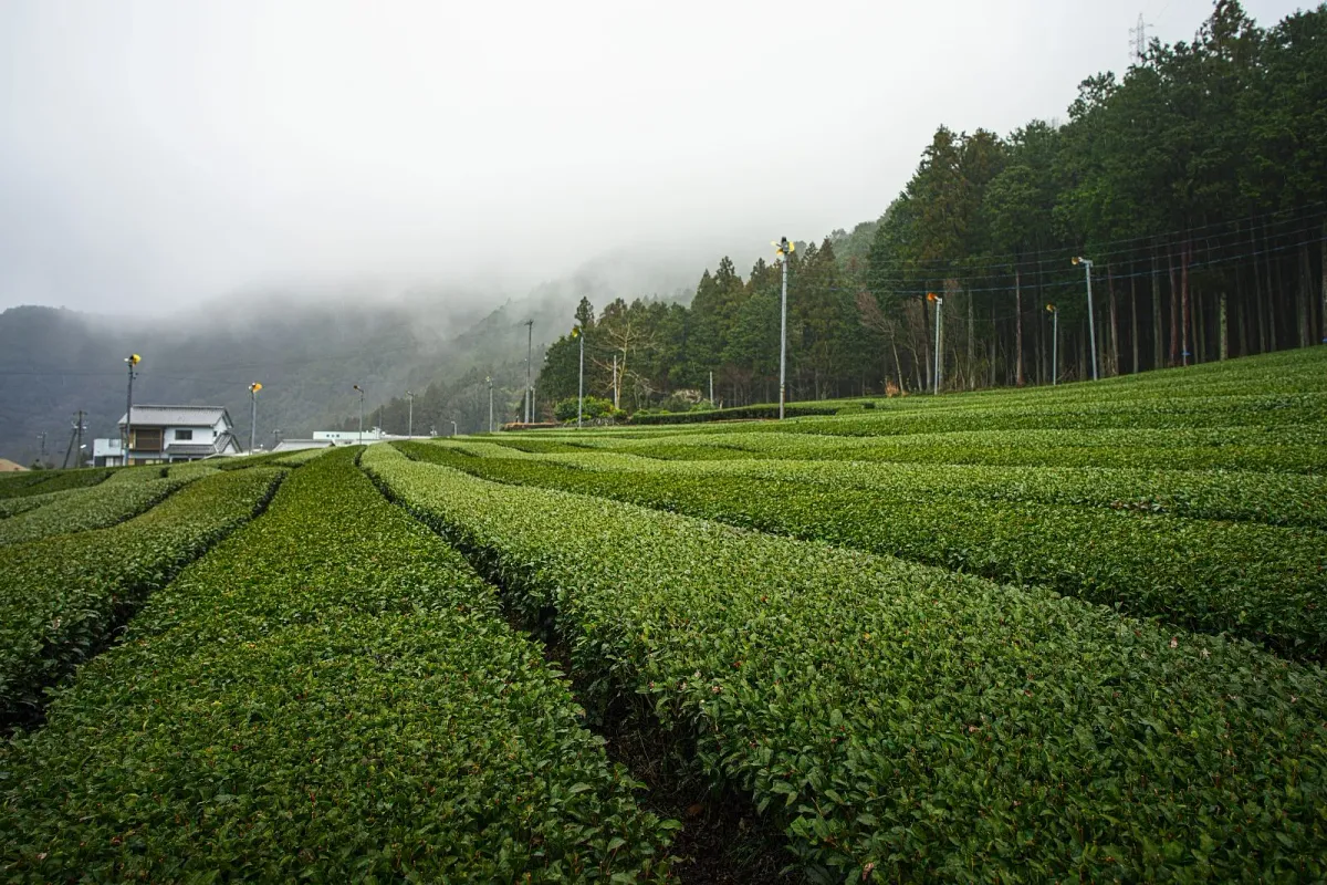 飯南町の山あいに広がる松阪茶の茶畑