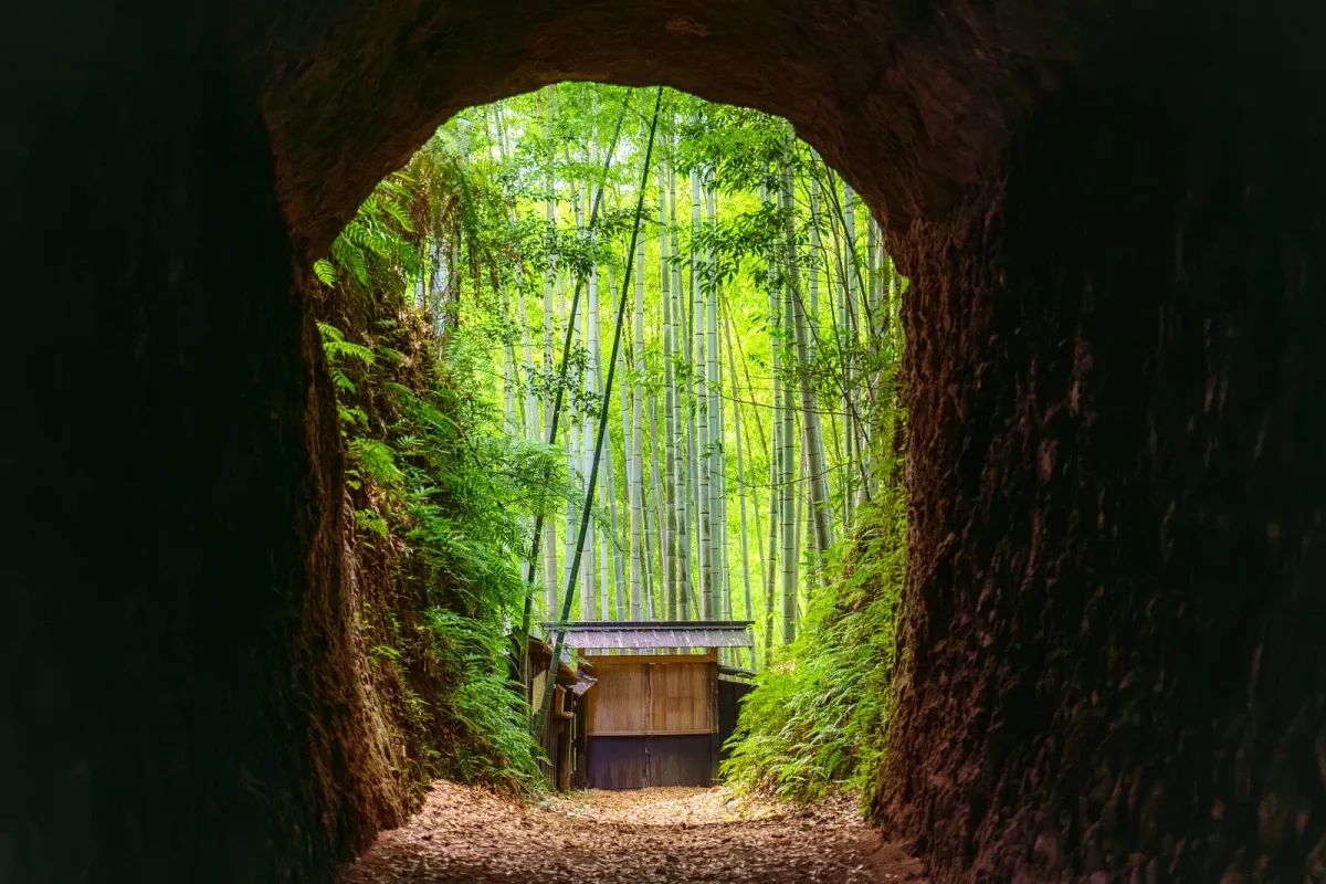 土井竹林