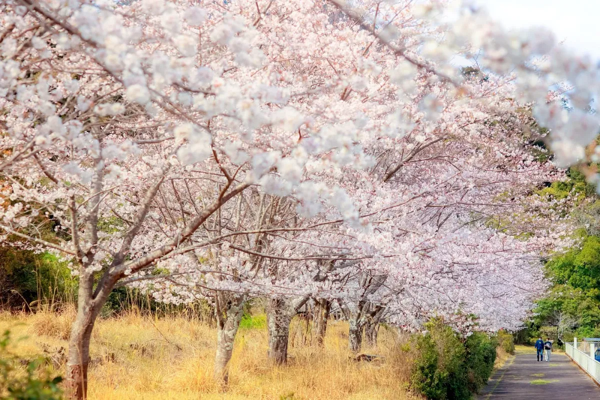 土井竹林沿いの桜並木