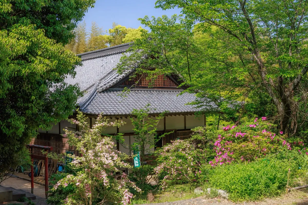 青葉に包まれた円光寺の境内