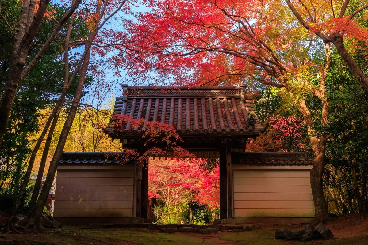紅葉に囲まれた円光寺山門