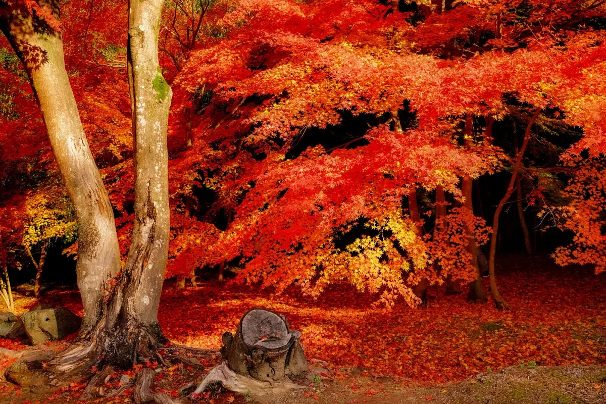 円光寺境内の紅葉と落ち葉