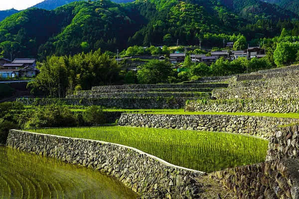 深野のだんだん田