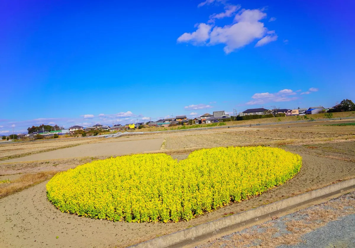 横幅が約15mのハートの菜の花畑です。