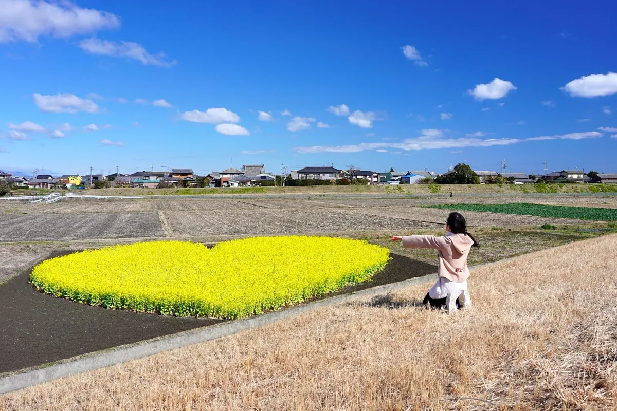 堤防の下まで降りると菜の花畑に近づけます