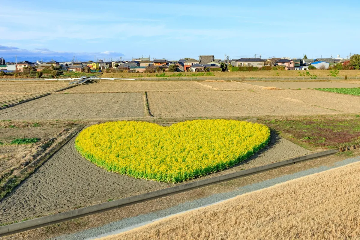 ハートの菜の花畑