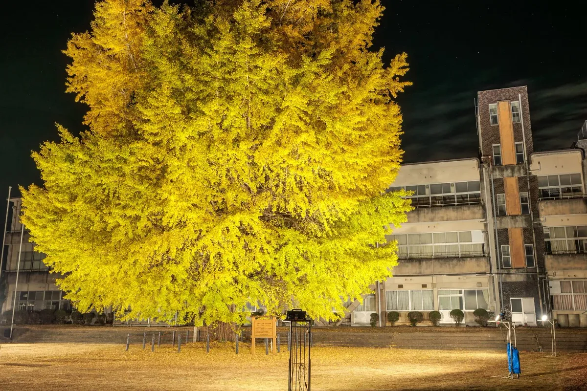 旧穂原小学校の大イチョウ