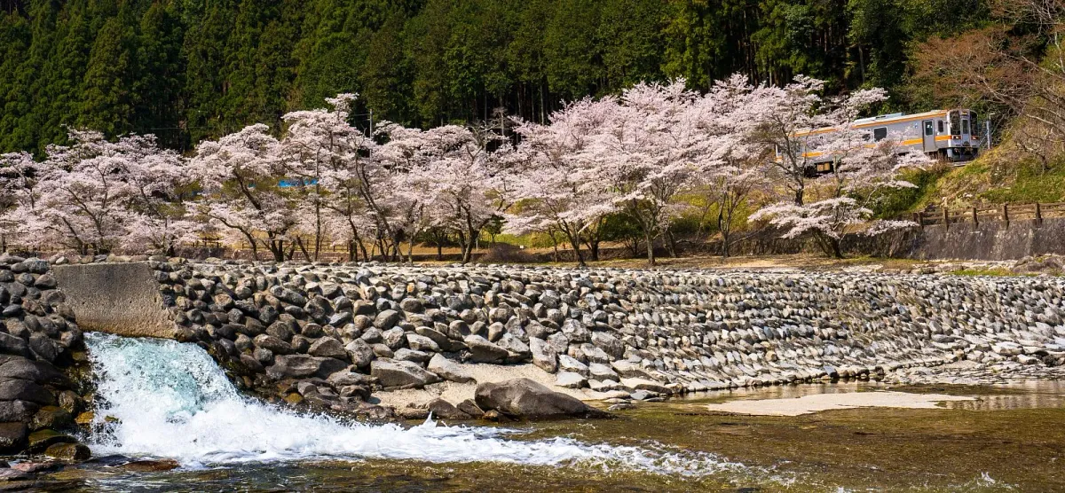 家城ラインの桜並木と名松線