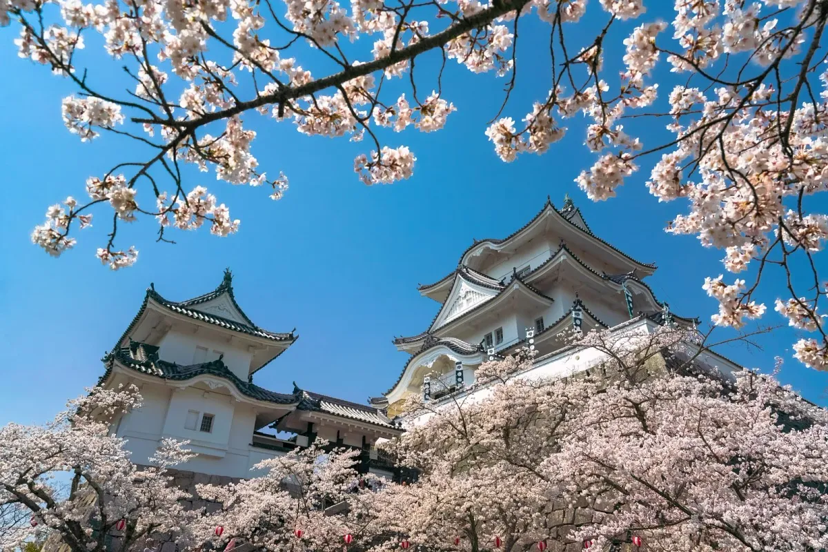 桜に包まれる伊賀上野城