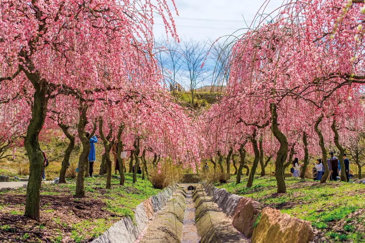 梅林公園にある水路。梅が散ると水路が梅の花絨毯になります