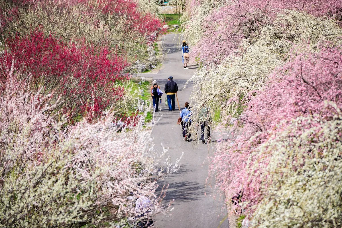 梅林公園を散策する観光客の様子。わんちゃんも散策OK