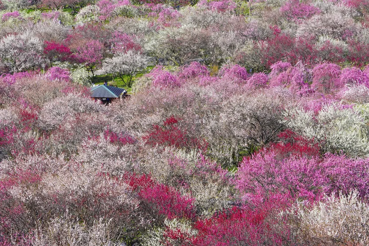 いなべ市農業公園（梅林公園）