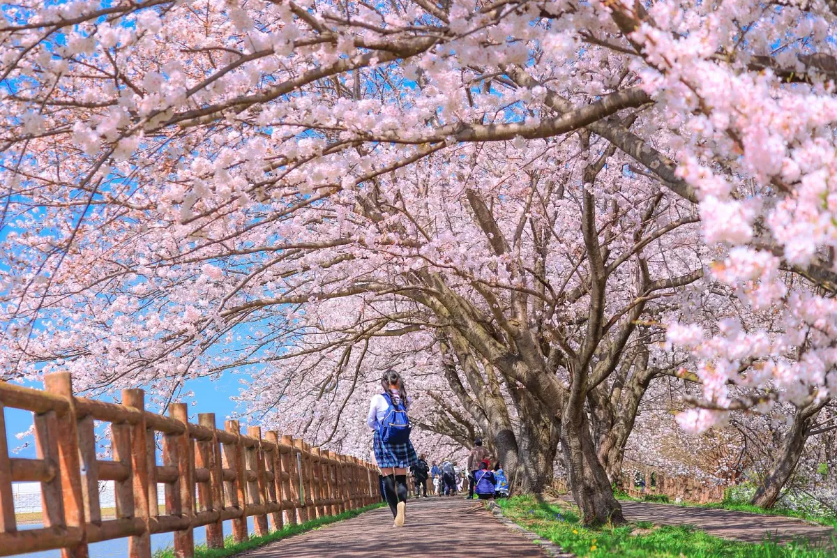 立派な桜トンネルです