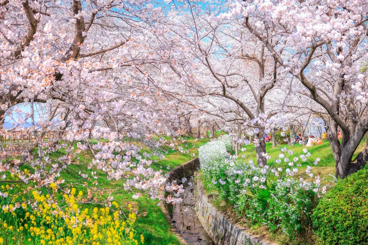 桜並木の近くには雪柳も咲きます