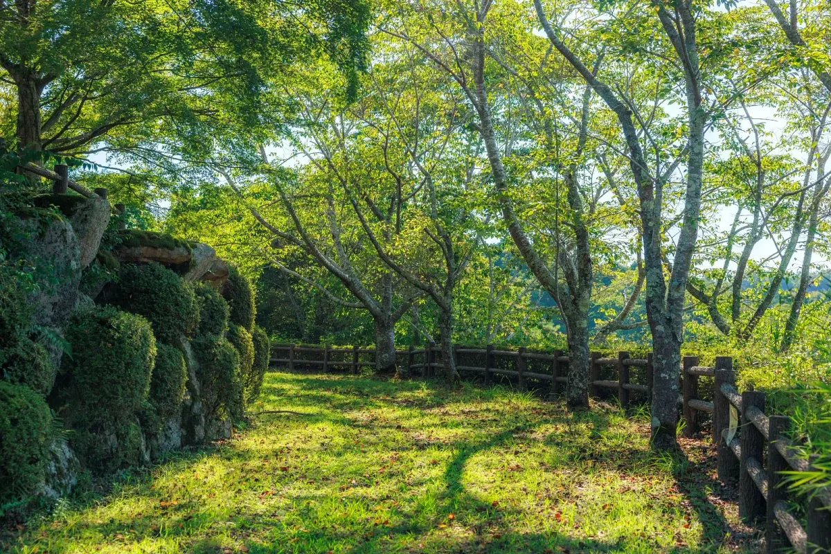 岩倉峡公園の新緑の桜並木