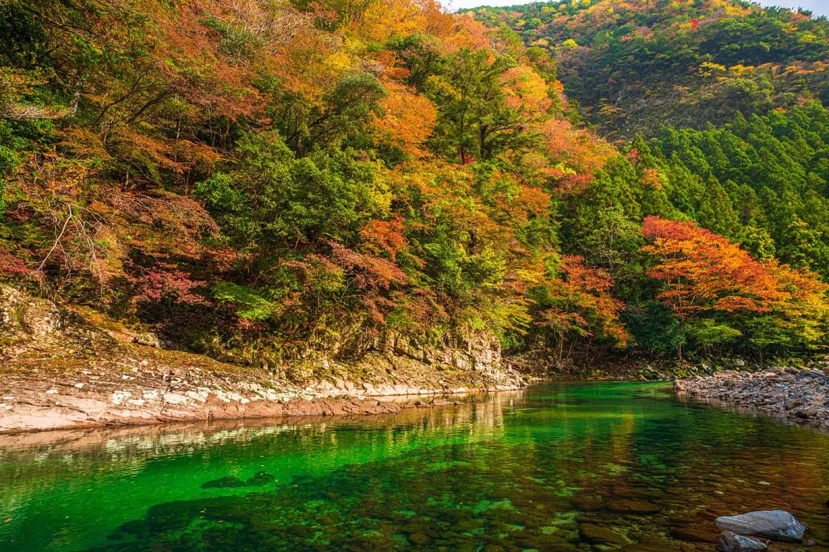 青蓮寺川と香落渓の紅葉