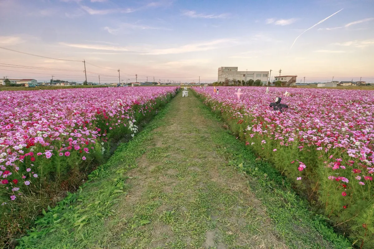 笠松町のコスモス畑