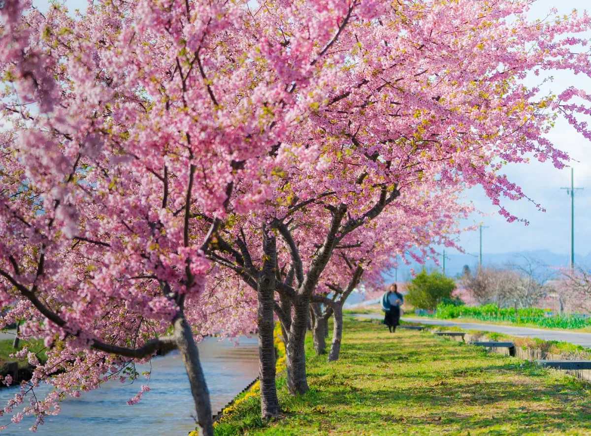 笠松町の農業水路沿いに続く河津桜の散歩道