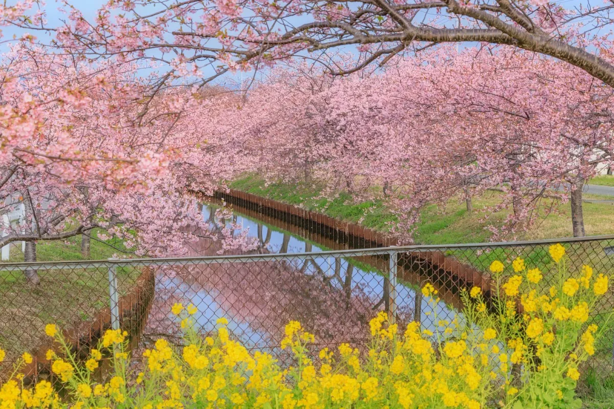 笠松河津桜ロードの河津桜と菜の花