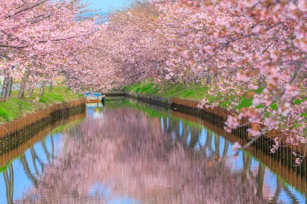 笠松河津桜ロード
