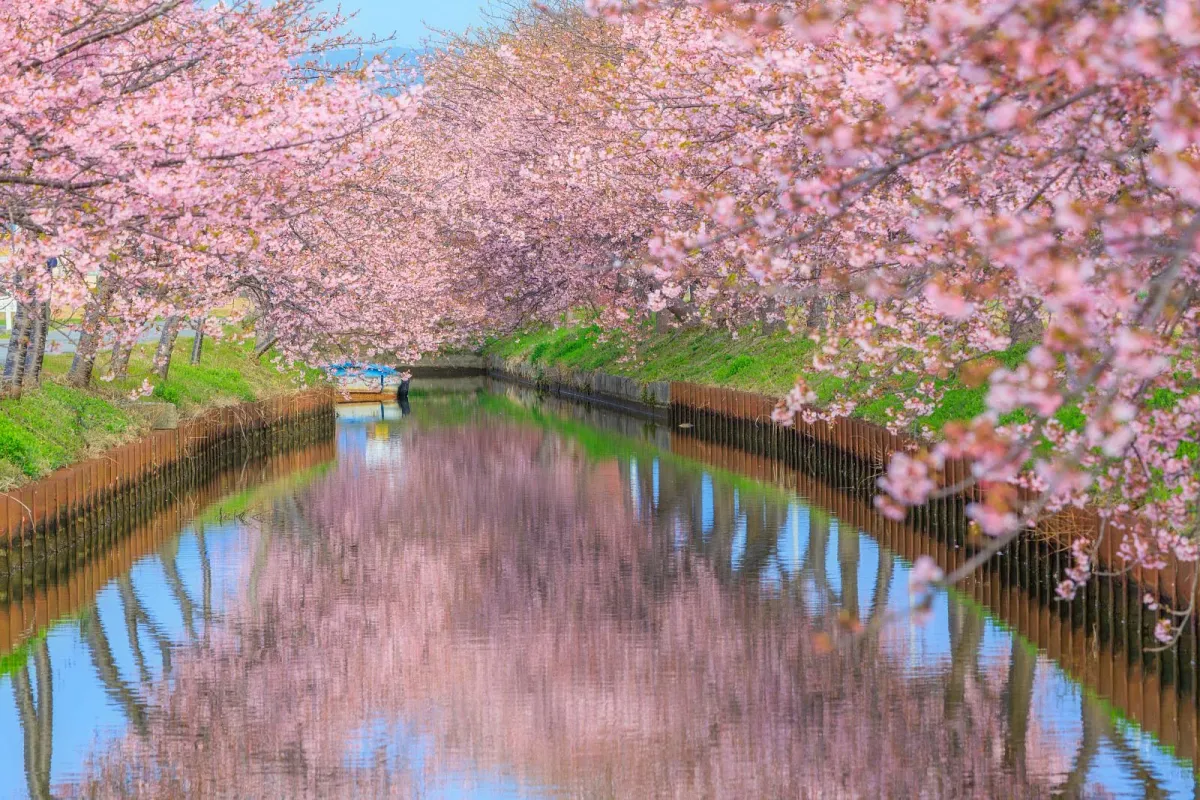 笠松河津桜ロード