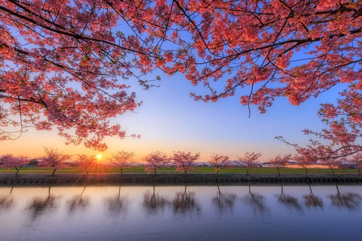 夕日に染まる河津桜と農業水路の水面