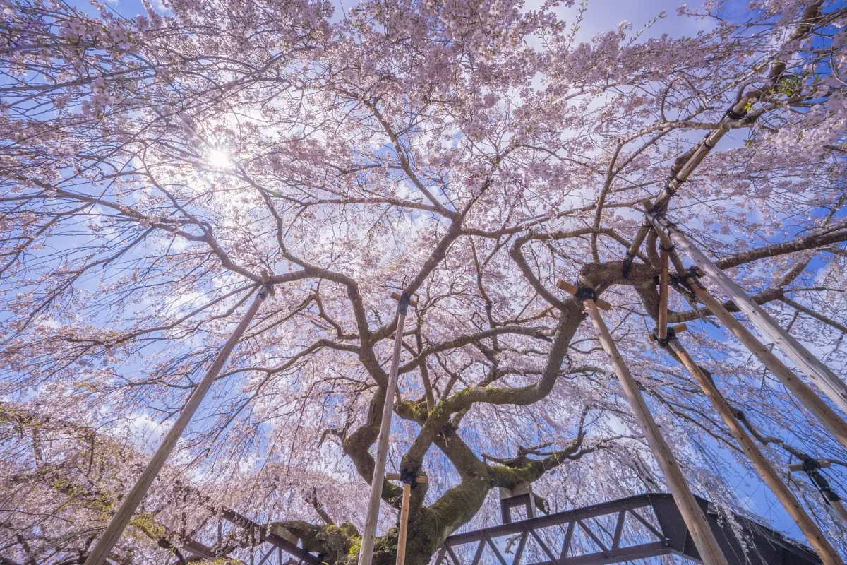柏崎支所のしだれ桜