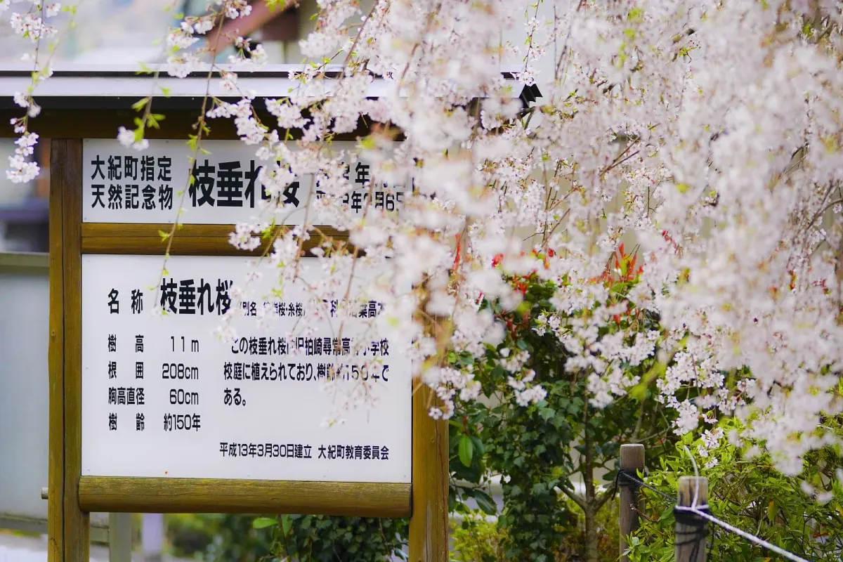 柏崎支所のしだれ桜
