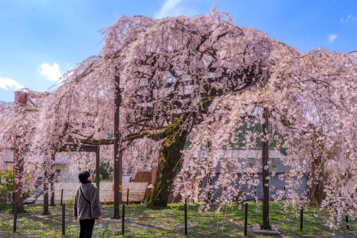 柏崎支所のしだれ桜