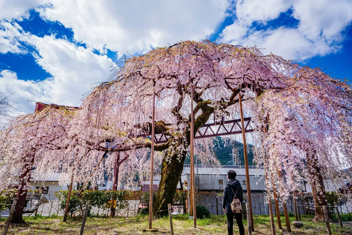 柏崎支所のしだれ桜