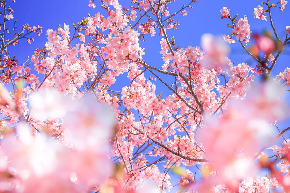河村瑞賢公園の河津桜