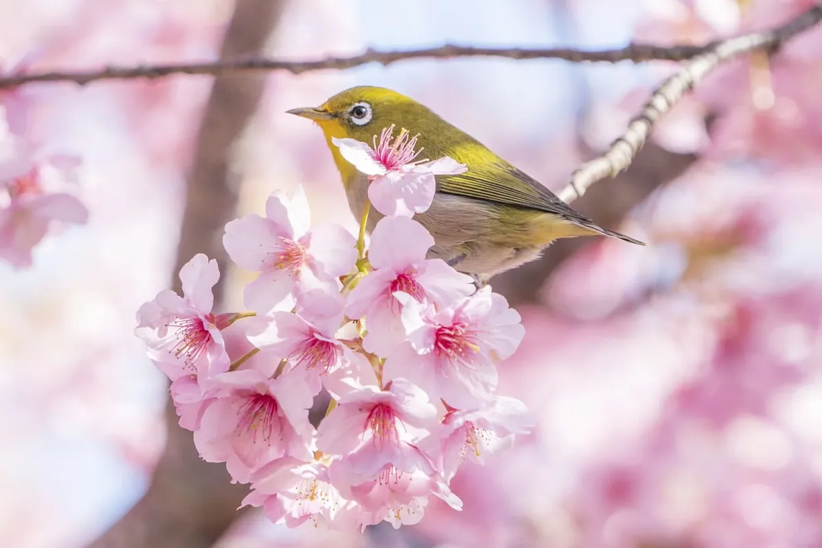 河津桜の花に集まるメジロ